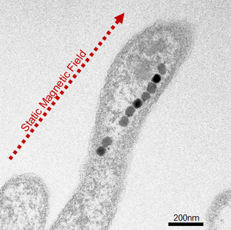小林 厚子研究員らの研究成果がPNASに掲載されました